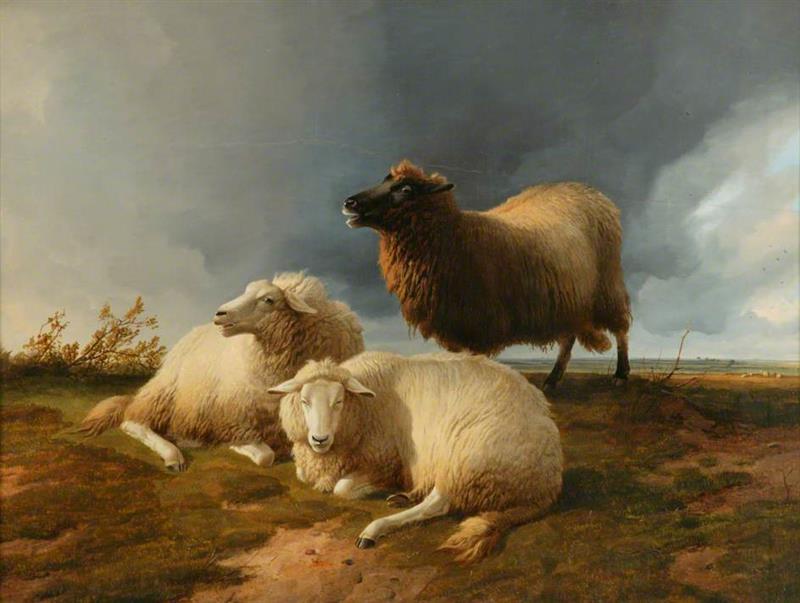 Sheep on the Common
