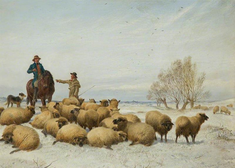 Snow and Sheep