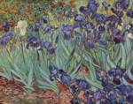 Bild:Irises