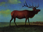 Bild:Elk