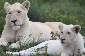 Painting on commission Oil Painting Africa Lions